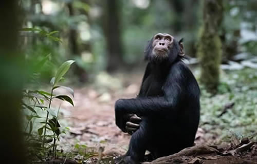 10 Days Best of Rwanda