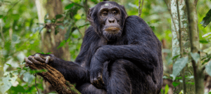 Track gorillas twice, chimps twice, and golden monkeys on this 16-day Rwanda-Uganda safari — plus tree-climbing lions, a Kazinga boat cruise & shoebill storks.