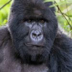 Plan a 2-day gorilla habituation trip from Kigali to Rushaga, Bwindi on a budget. Includes permit costs, timing, budget lodges, and practical trekking tips.