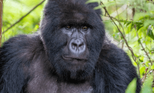 Plan a 2-day gorilla habituation trip from Kigali to Rushaga, Bwindi on a budget. Includes permit costs, timing, budget lodges, and practical trekking tips.