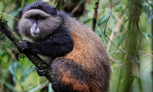 Track gorillas and golden monkeys in Volcanoes National Park, visit Iby'Iwacu Cultural Village, and explore Kigali — all in 3 days. Permits & transport included
