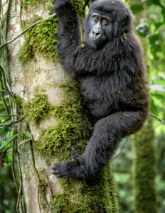 4-day Rwanda gorilla safari: gorilla & golden monkey trekking, Dian Fossey museum, cultural visit. From $3,875pp. See the full itinerary & book now