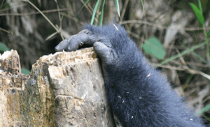 Trek two gorilla families in one trip: Rushaga and Nkuringo, Bwindi. 5 days from Kigali with permits, 4x4 transfers, and mid-range lodging included