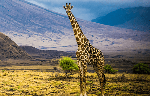 5 Days Rwanda Tour